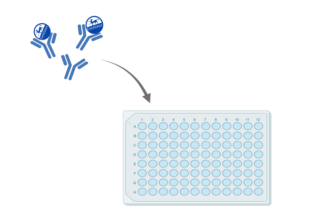 ELISA   5HT2B Receptor anti-