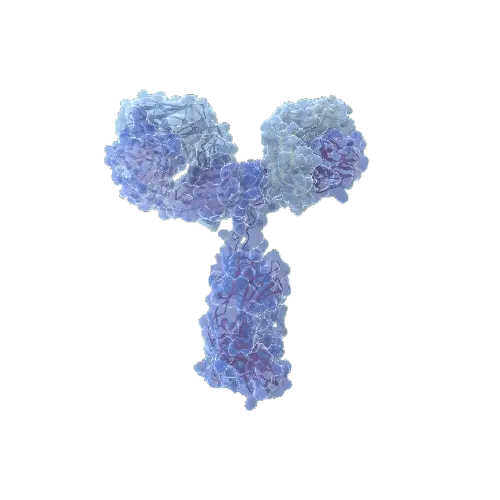 CD70 (Human) IP-WB Antibody Pair